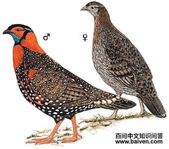 ��ͷ������ͼ��