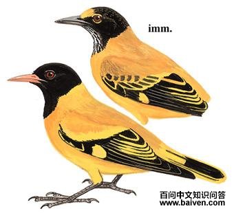 ��ͷ����ͼ��