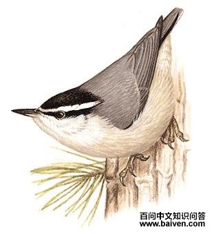 ��ͷ����ͼ��