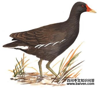 ��ˮ����ͼ��