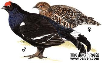 ���ټ���ͼ��