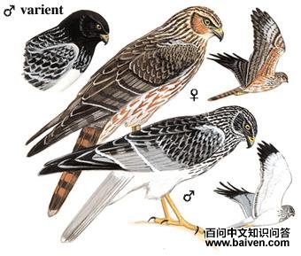 �׸��ε�ͼ��