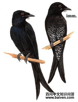 �ھ�β��ͼ��