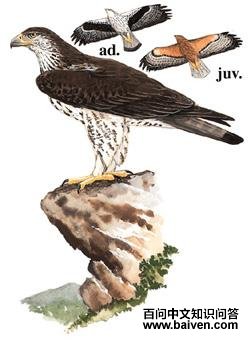 �׸������ͼ��