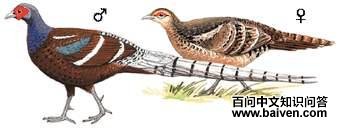 �ھ���β����ͼ��