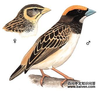 �ں�֯�����ͼ��