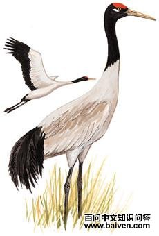 �ھ��׵�ͼ��