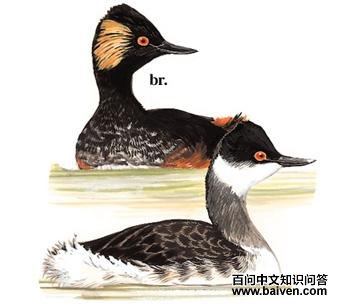 �ھ�������ͼ��