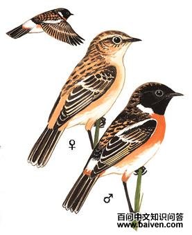 �ں�ʯ�S��ͼ��