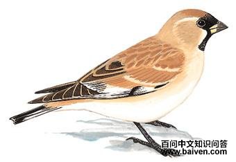 �ں�ѩȸ��ͼ��