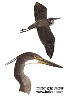 �׸��ص�ͼ��