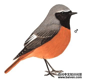 �ں���β��ͼ��