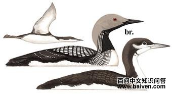 �ں�Ǳ���ͼ��