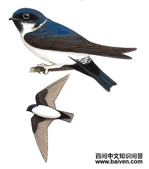 �ں�ë�����ͼ��