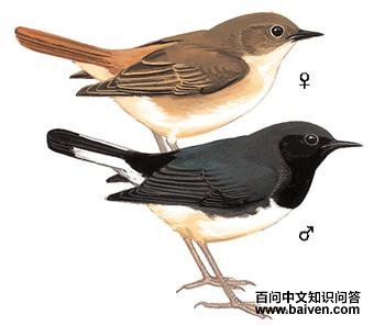 �ں�����ͼ��