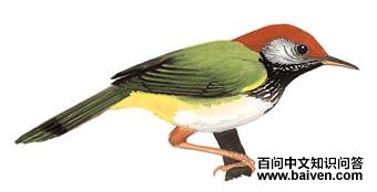 �ں���Ҷݺ��ͼ��