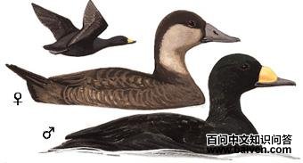 �ں���Ѽ��ͼ��