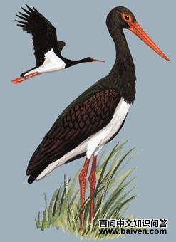 ���ٵ�ͼ��