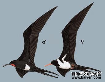 �׸��������ͼ��