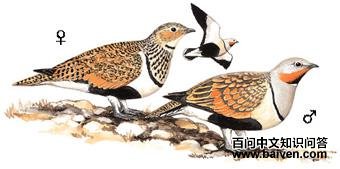 �ڸ�ɳ����ͼ��