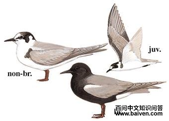 �ڸ�Ÿ��ͼ��