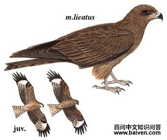 �ڶ���ͼ��