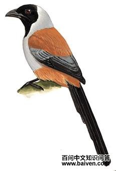 �ڶ���ȵ��ͼ��