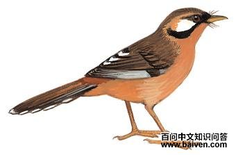 �ڶ�ɽ���̵�ͼ��