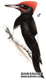 �׸�����ľ���ͼ��