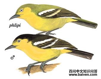 �ڳ�ȸ�ǵ�ͼ��