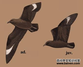 ����Ÿ��ͼ��