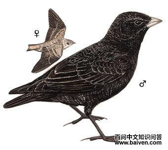 �ڰ����ͼ��