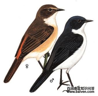 �ڰ����S��ͼ��