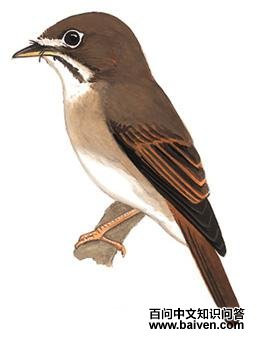 �����l��ͼ��