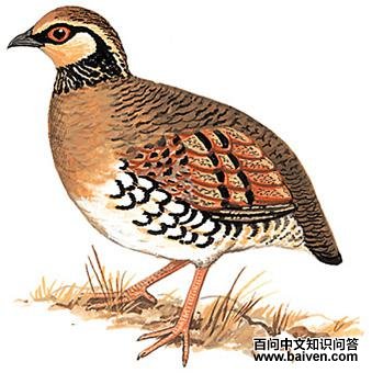 ����ɽ����ͼ��