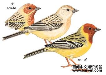 ��ͷ�c��ͼ��