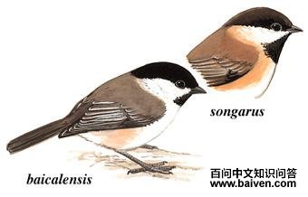 ��ͷɽȸ��ͼ��