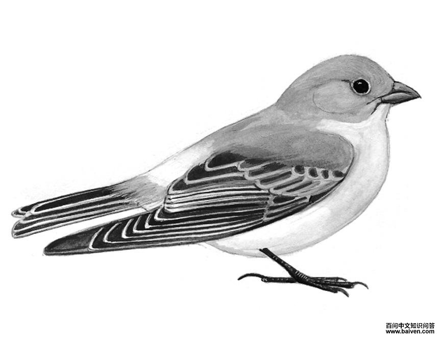 ��ͷ��ȸ��ͼ��