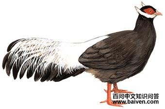 ��������ͼ��