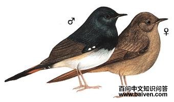 �׸��̳���ͼ��