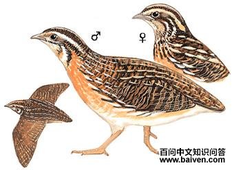 ���ȵ�ͼ��