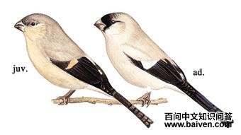 �ֻ�ȸ��ͼ��