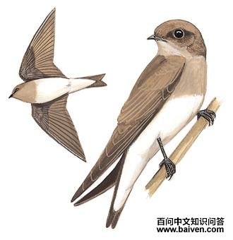 �ֺ�ɳ���ͼ��