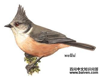 �ֹ�ɽȸ��ͼ��