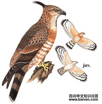 �ֹھ�����ͼ��