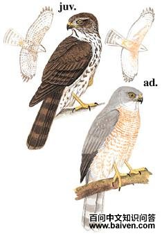 �ֶ�ӥ��ͼ��