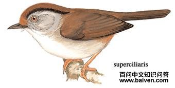 �ֶ�ȸ�̵�ͼ��