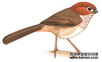 �ֳ�ѻȸ��ͼ��