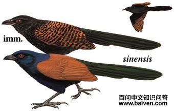 �ֳ�ѻ���ͼ��