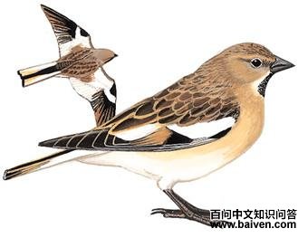 �ֳ�ѩȸ��ͼ��